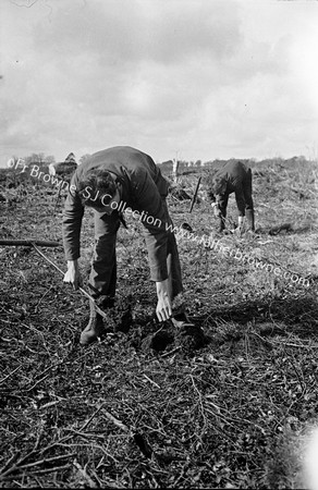 PLANTING A TREE